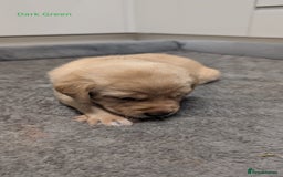 Labrador Retriever dogs for sale: Gorgeous Yellow Labrador Puppies - Image 30