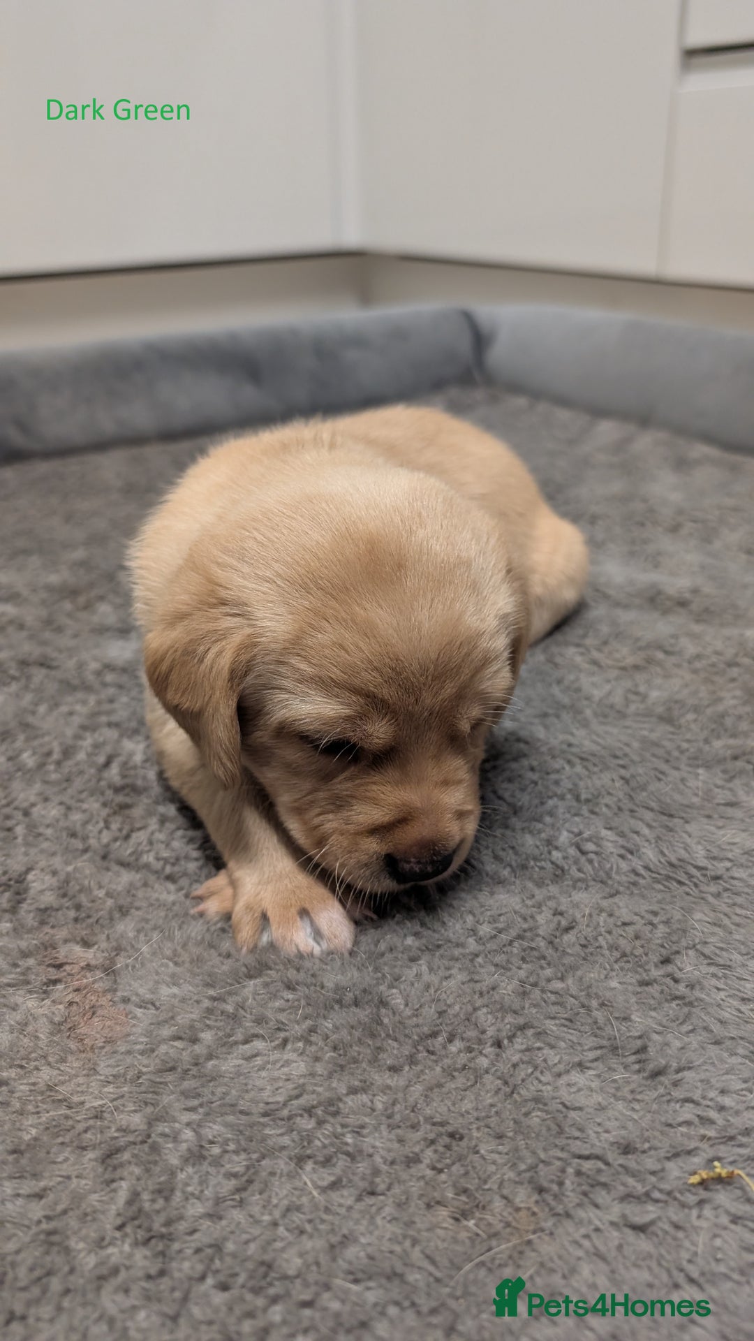Labrador Retriever dogs for sale: Gorgeous Yellow Labrador Puppies - Image 30