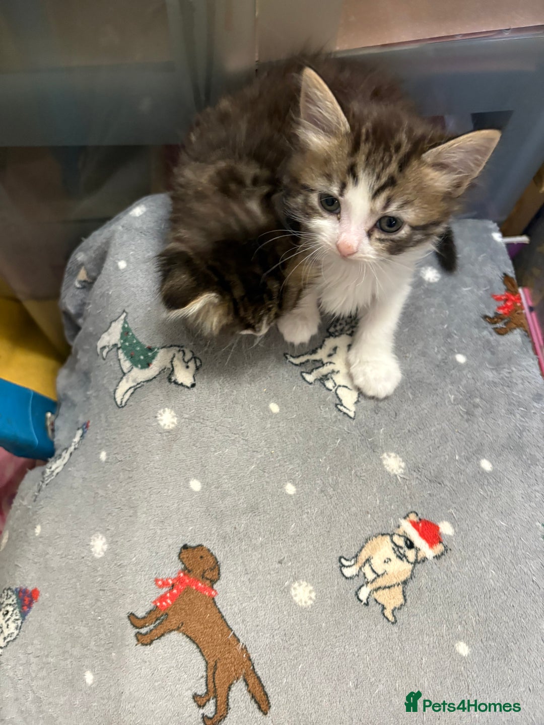 Mixed Breed cats for sale: Beautiful long and short haired kittens  - Advert 7