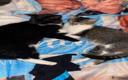 American Shorthair cats for sale: Cat for sale - Image 8