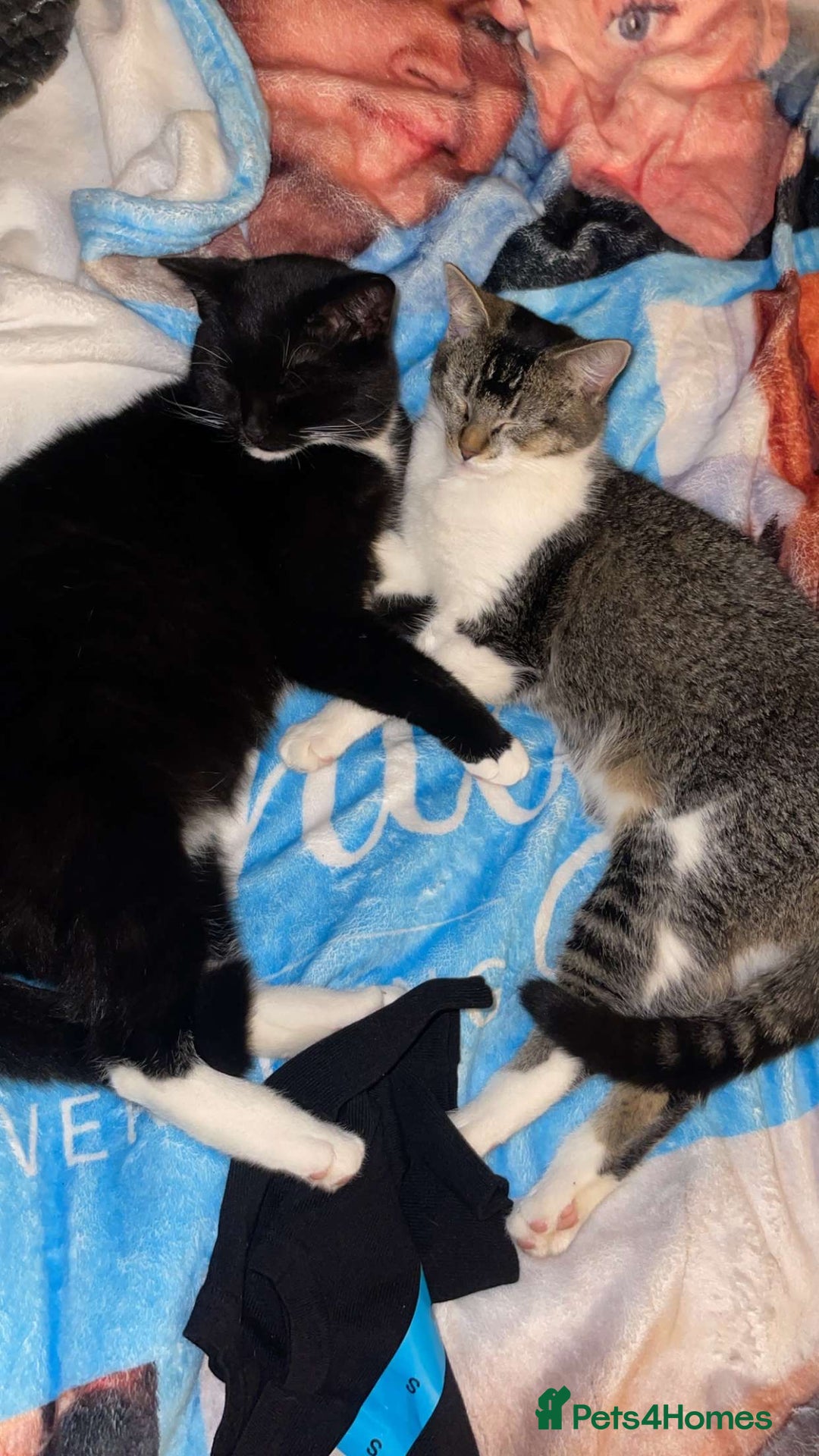 American Shorthair cats for sale: Cat for sale - Image 8
