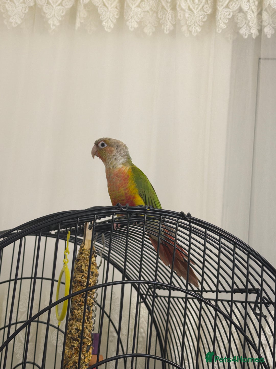 Conures birds for sale:  Beautiful Pineapple conure  - Advert 1