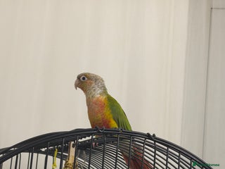 Conures birds Beautiful Pineapple conure - Advert 1