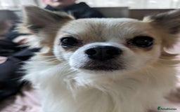 Chihuahua dogs for stud: Long haired chihuahua for stud  - Image 2
