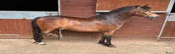 Welsh Section A horses for sale: Gizmo the ultimate children’s pony  in Dereham - Advert 2