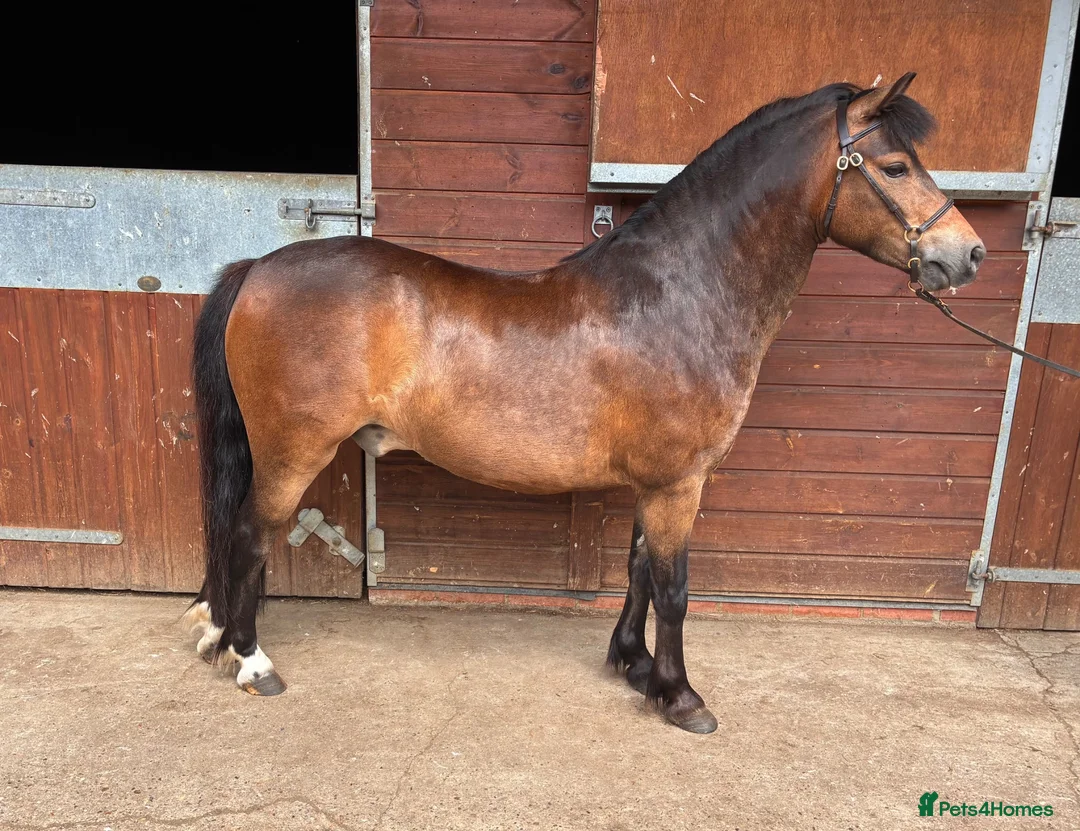 Welsh Section A horses for sale: Gizmo the ultimate children’s pony  in Dereham - Advert 2