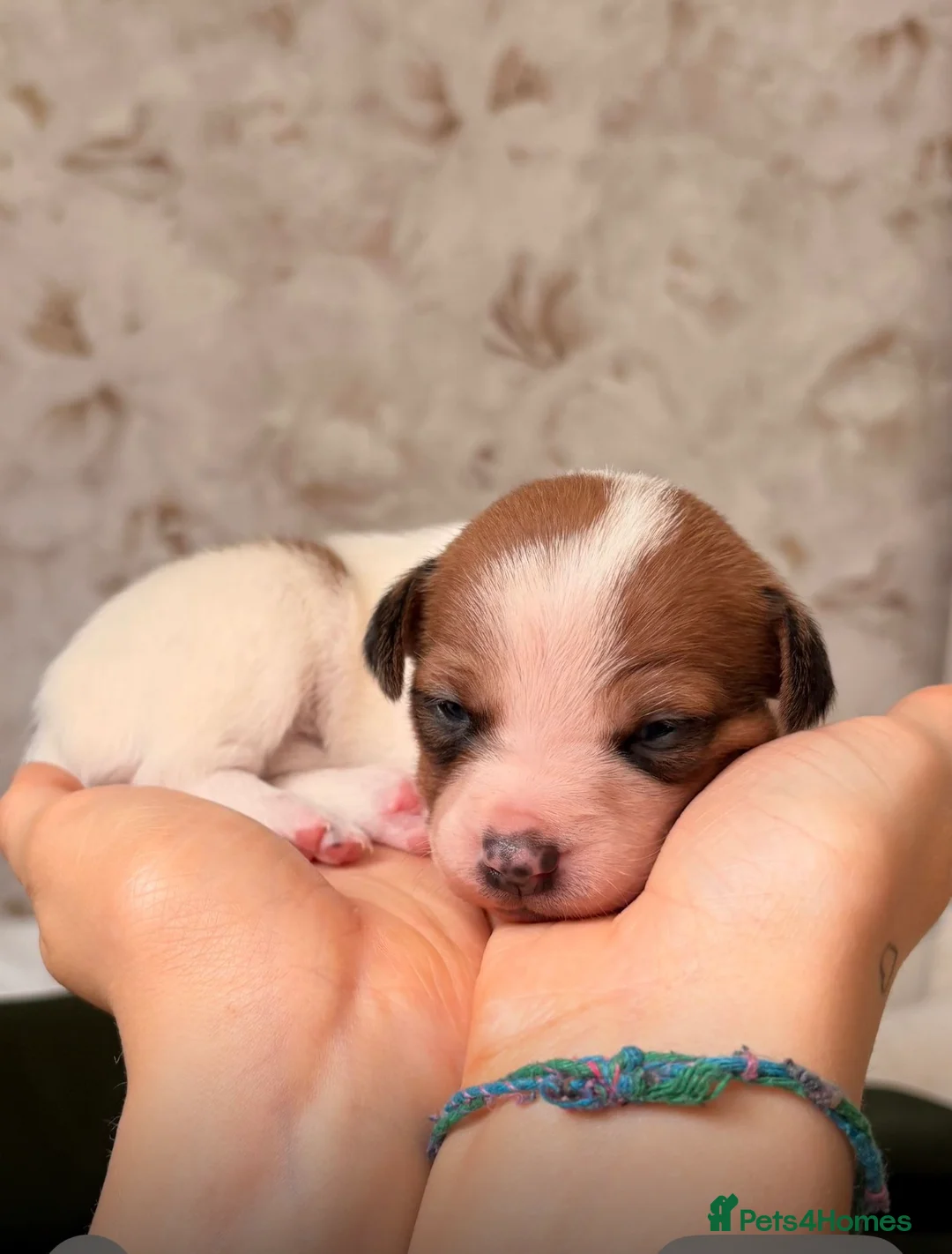 Plummer Terrier dogs for sale: Plummer terrier / American hairless terrier  - Advert 1