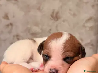 Plummer Terrier dogs Plummer terrier / American hairless terrier - Advert 14