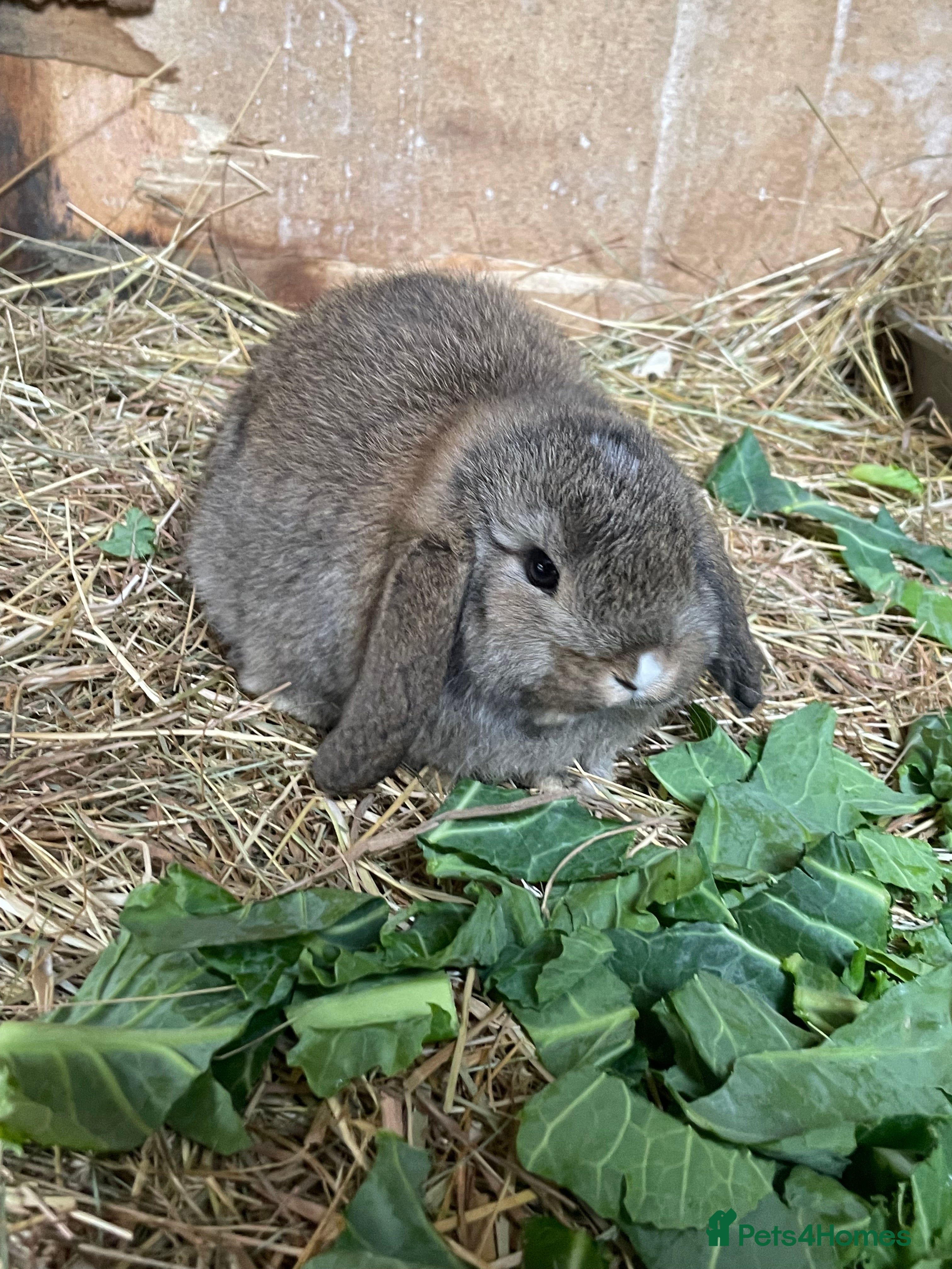 Mini Lop rabbits Mini lop babies *ONLY 1 LEFT* - Advert 20