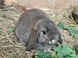 Mini Lop rabbits Mini lop babies *ONLY 1 LEFT* - Advert 20