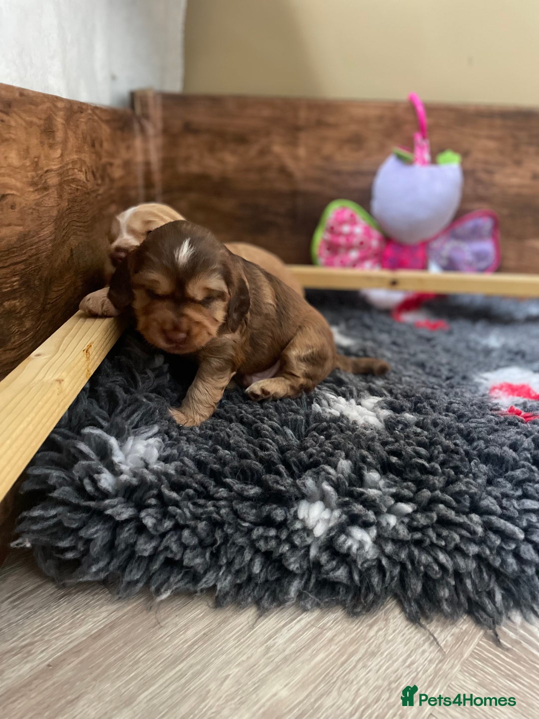 Cocker Spaniel dogs for sale: Beautiful health tested Cocker spaniel pups  - Advert 34