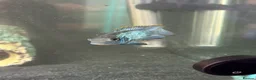 Sharks fish for sale: Tropical fish  in Port Talbot - Advert 8