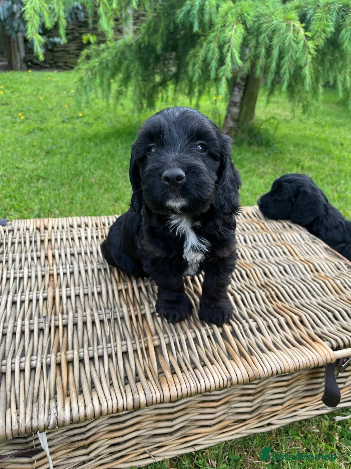 Cockapoo dogs Cockerpoo puppies  - Advert 1