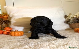 Cocker Spaniel dogs for sale: Cocker spaniel puppy - Image 2
