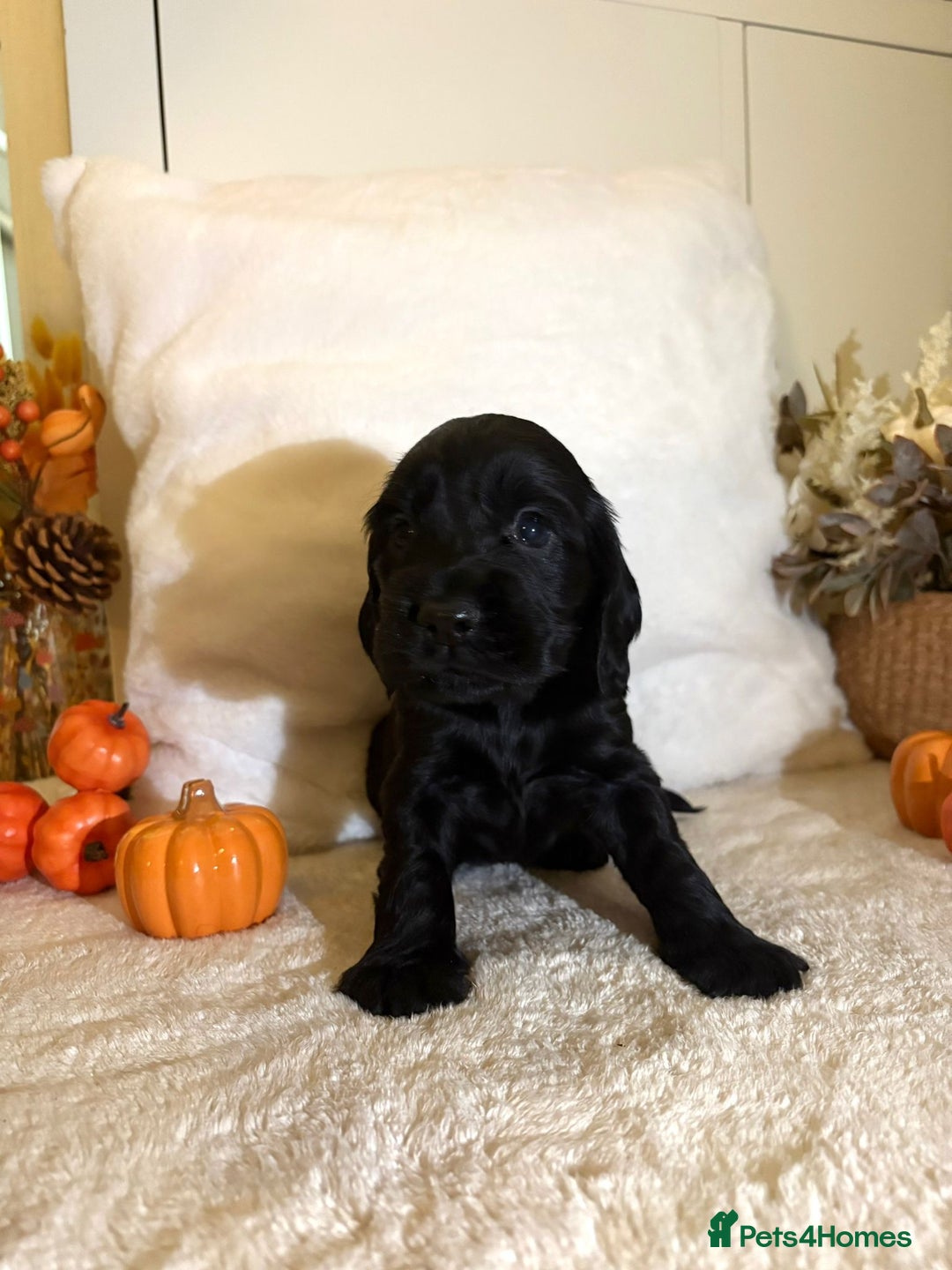 Cocker Spaniel dogs for sale: Cocker spaniel puppy - Image 2
