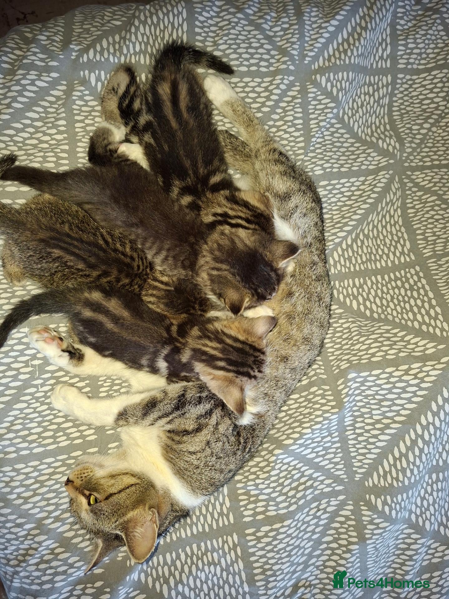 Mixed Breed cats 4 beautiful kittens  - Advert 4