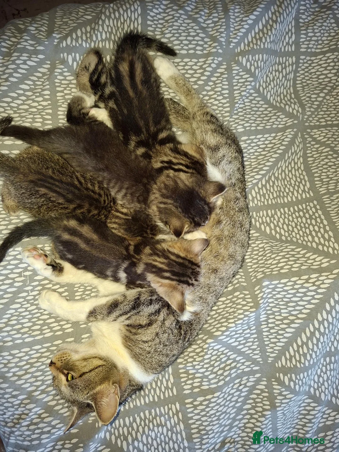Mixed Breed cats for sale: 4 beautiful kittens  - Advert 1