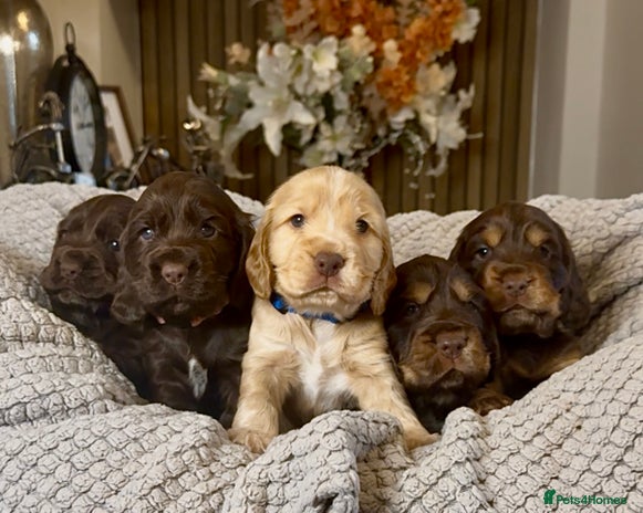 Cocker Spaniel dogs - Advert 13