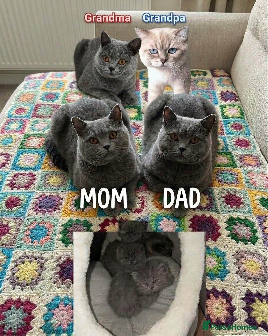 British Shorthair cats Booking is open! Plush British kittens 🐾 - Advert 8