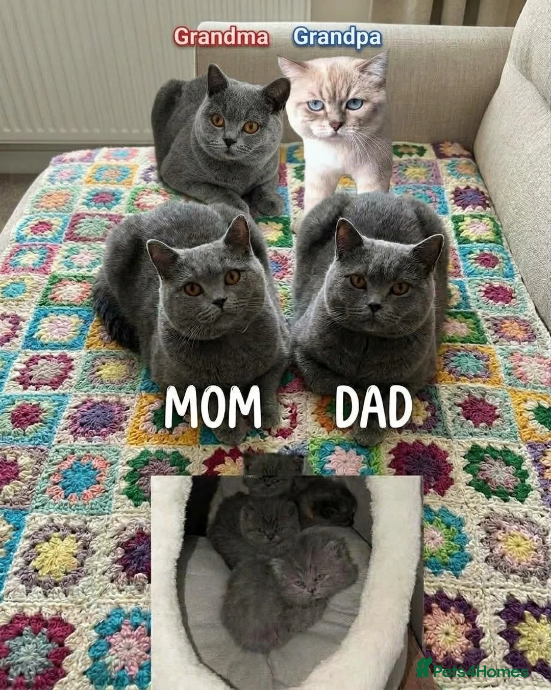 British Shorthair cats for sale: Booking is open! Plush British kittens 🐾 - Advert 1