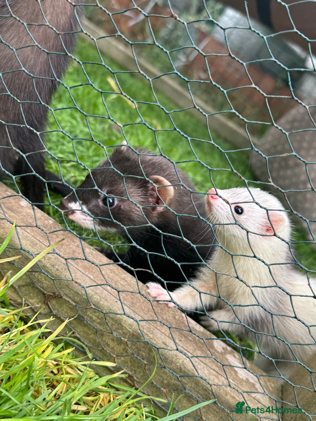 Ferret rodents for sale: Playful polecat Jill kit  - Image 3