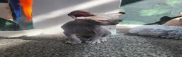 Sphynx cats for sale: Little sweet sphynx boys ready for new home 🐾 - Advert 39