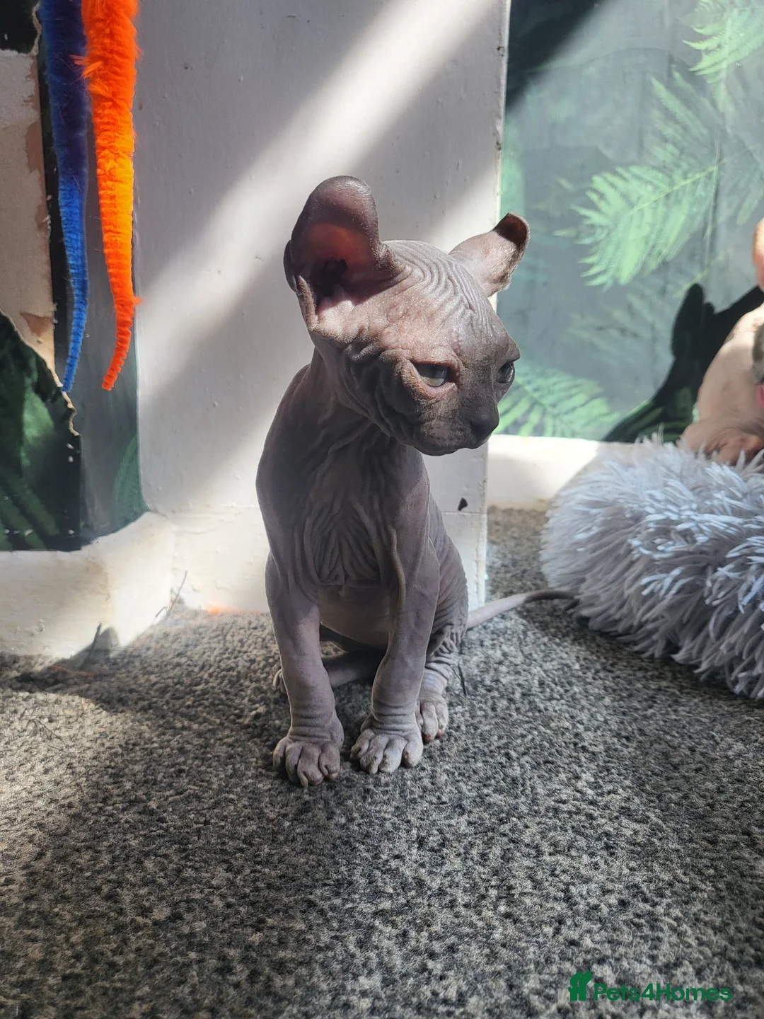 Sphynx cats for sale: Last boy !! Final reduce price🐾 - Advert 40