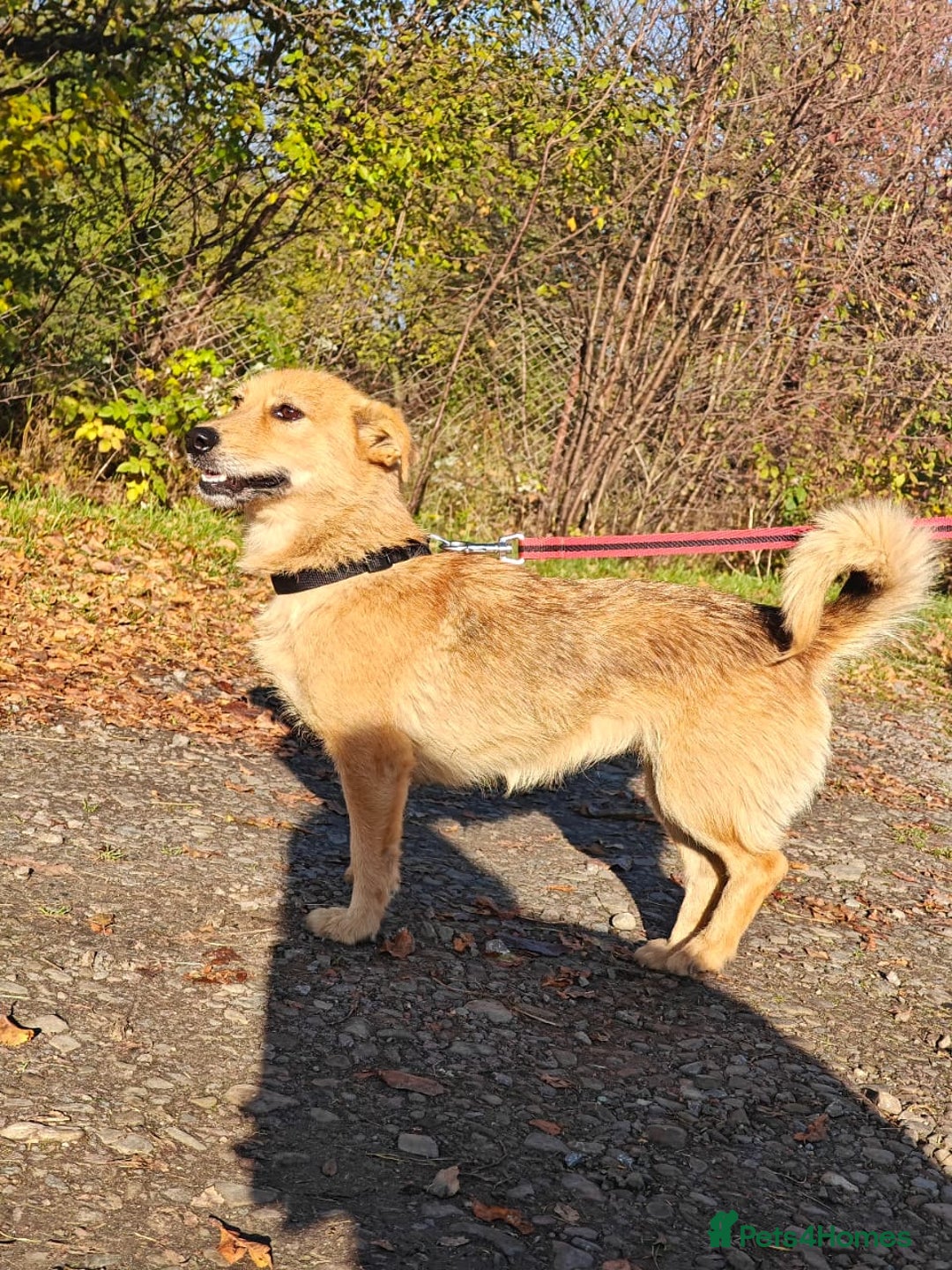 Mixed Breed dogs for adoption: ❤️🐶Meet Kira – a 2.5-year-old small girl❤️🐶 - Advert 2