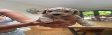 Poochon 5