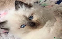 Ragdoll cats for sale: 🐾 GCCF Pedigree ragdolls🐾 - Image 18