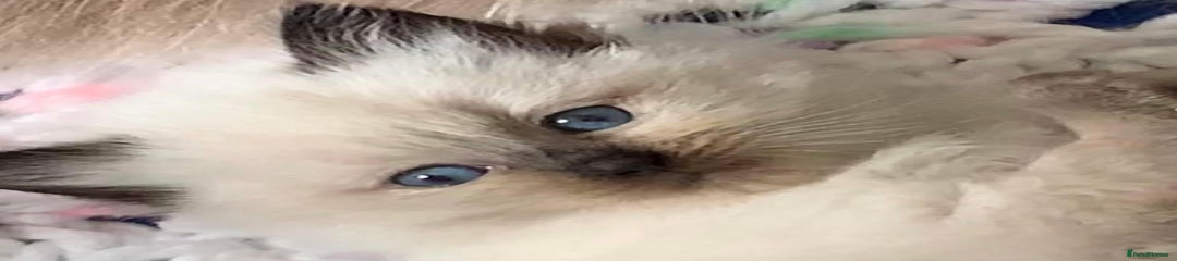 Ragdoll Kitten 6