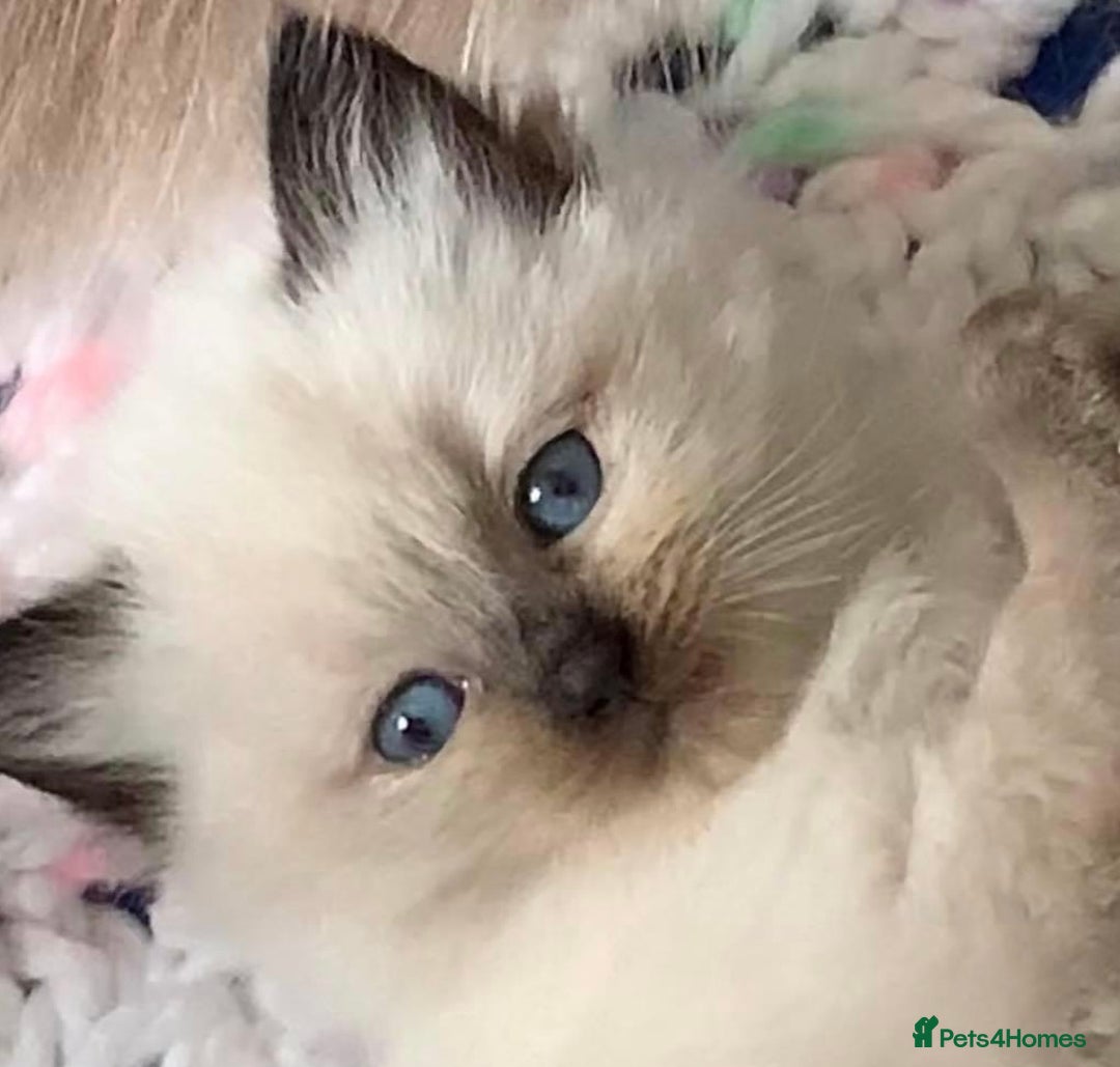 Ragdoll cats for sale: 🐾 GCCF Pedigree ragdolls🐾 - Image 18