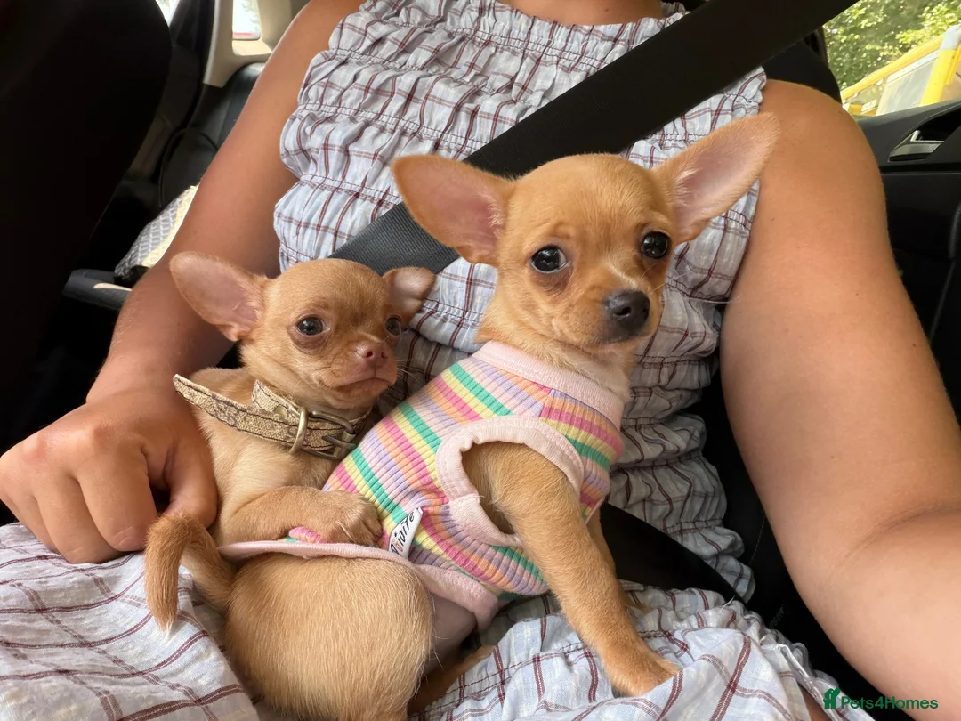 Chihuahua dogs for sale: 12 week old Chihuaha pups  - Advert 2