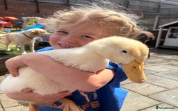 Ducks poultry for sale: 4 Cherry valley ducks for sale  - Image 5