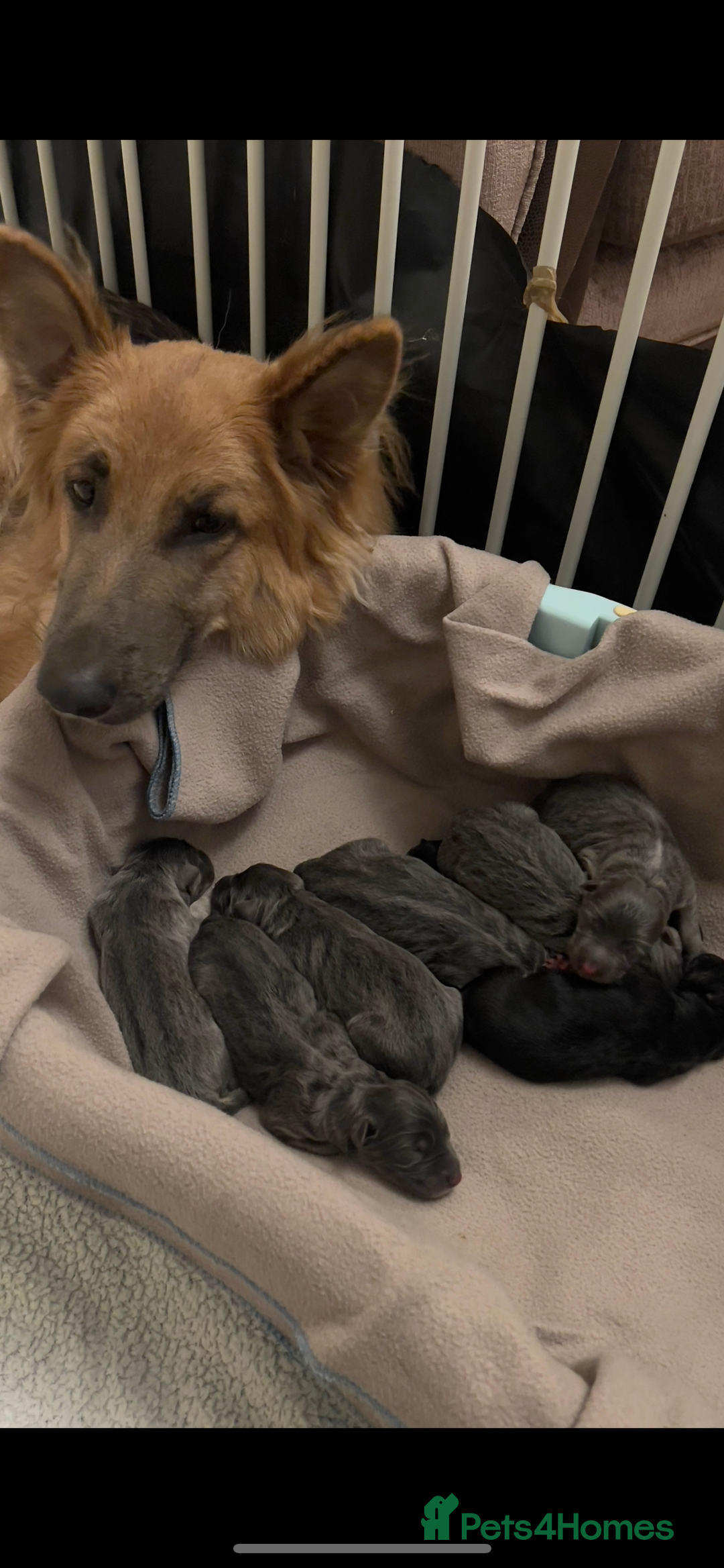 German Shepherd dogs for sale: RARE BLUE/BLACK KC REG GSD PUPS 💙 🐾 - Image 9