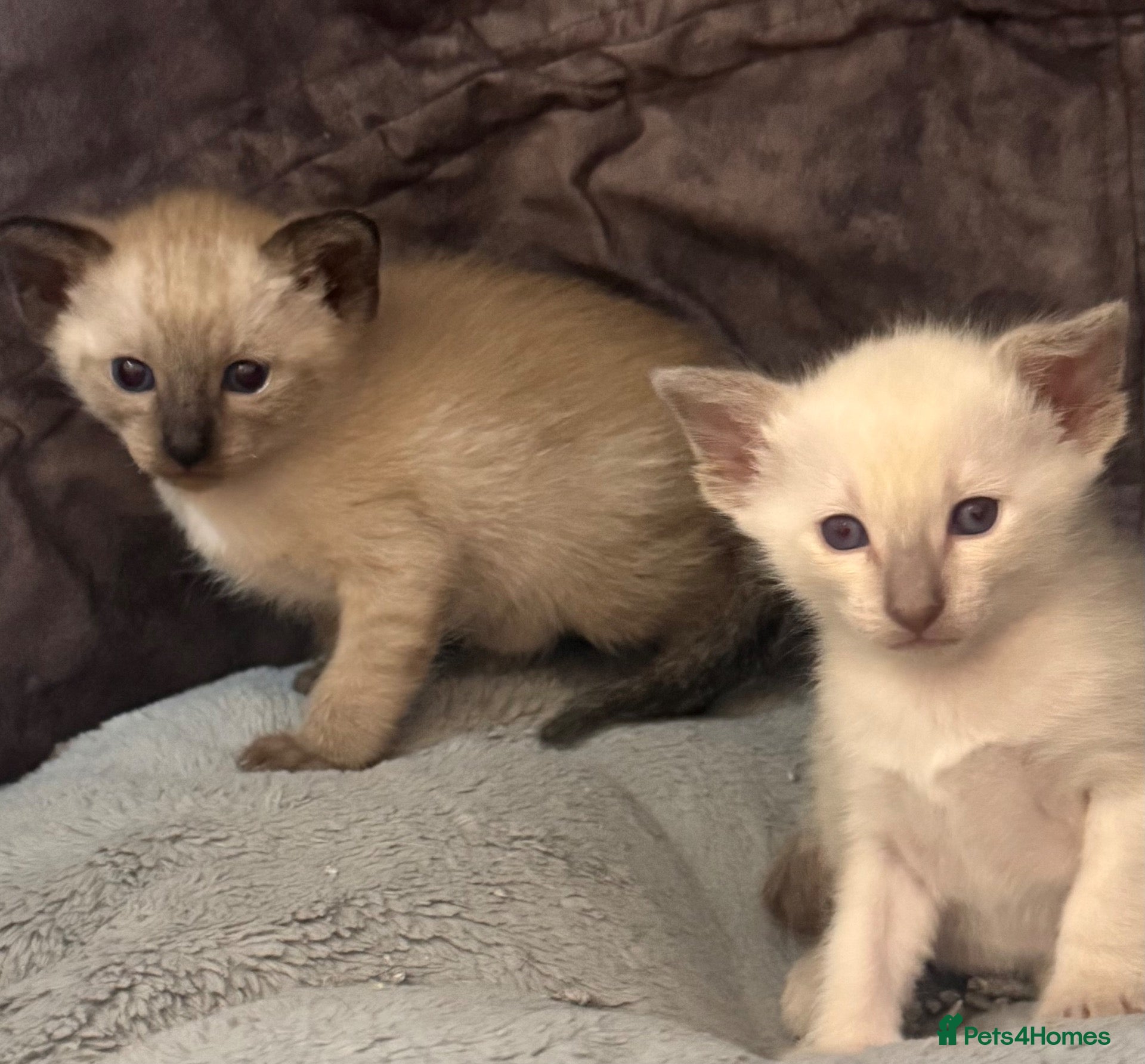 Siamese cats Beautiful Siamese kittens - Advert 6