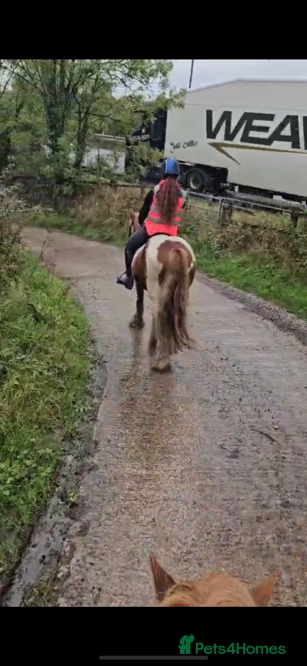 Irish Cob horses for sale: Copper 13.1/2 Gypsy Cob  - Image 4