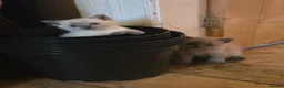 Ragdoll cats for sale: Gorgeous friendly Ragdoll kittens - Advert 10