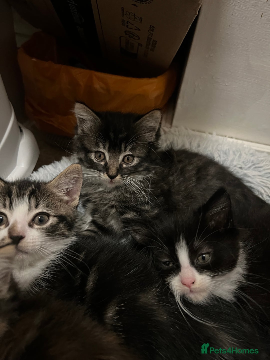 Mixed Breed cats for sale: Cheap Kittens for sale  (Ready to go asap) - Advert 11