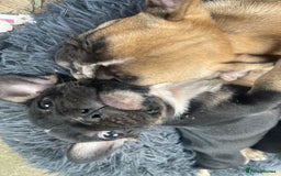 French Bulldog dogs for sale: French bulldog - Image 22