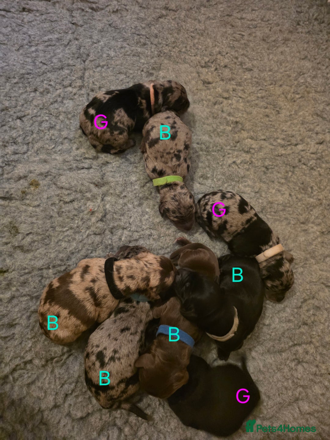 Mixed Breed dogs for sale: Doxiepoos  - Image 18