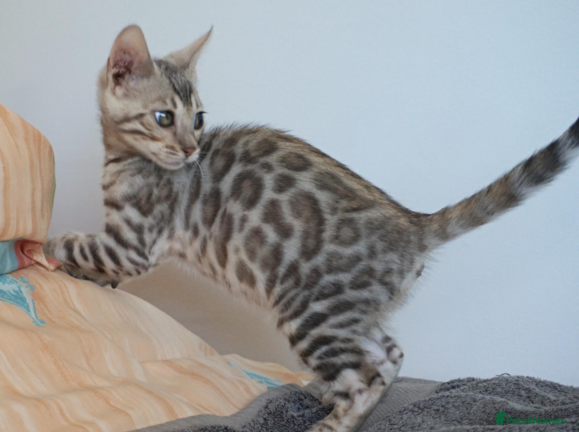 Bengal cats Ready Now Superb Bengal Girl Kitten - Advert 5