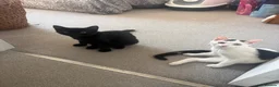Mixed Breed cats for sale: Two lovely loving little boys  in Saint Leonards-on-sea - Advert 2
