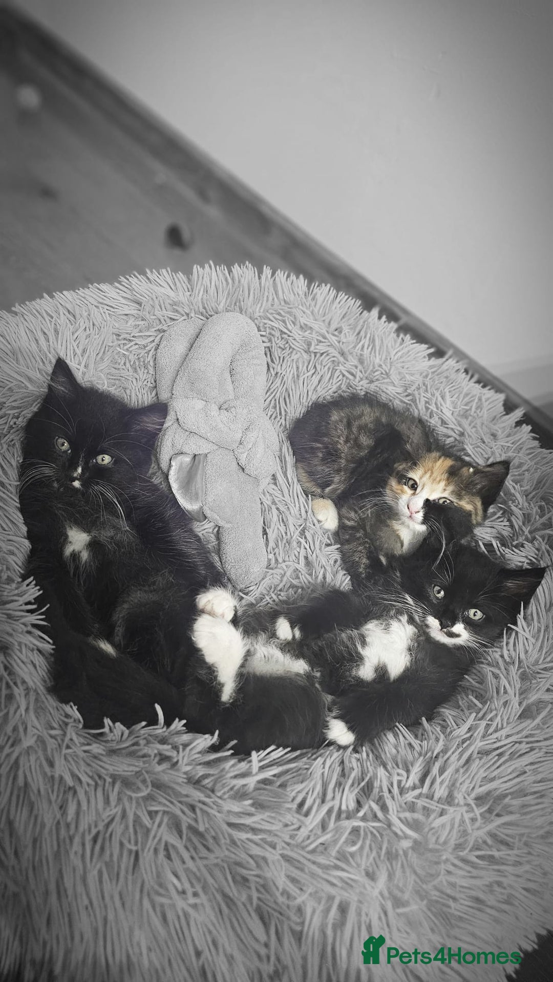 Mixed Breed cats for sale: Adorable 4 Kittens for Sale! - Image 2