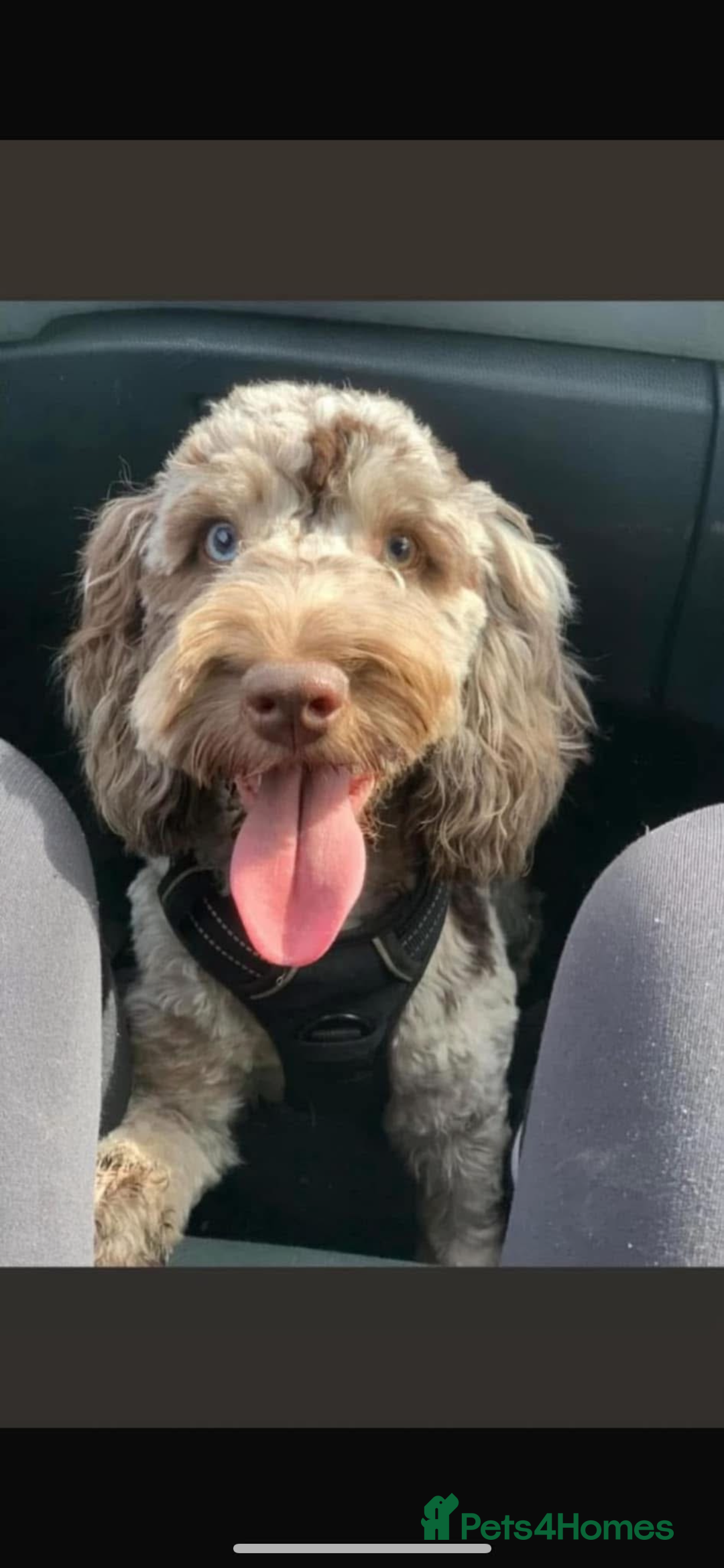 Sproodle dogs for sale: Sproodle puppies - Advert 13