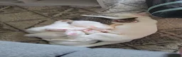 Mixed Breed cats for sale: 3 boys + 3 girls white kitten for sale - Advert 1