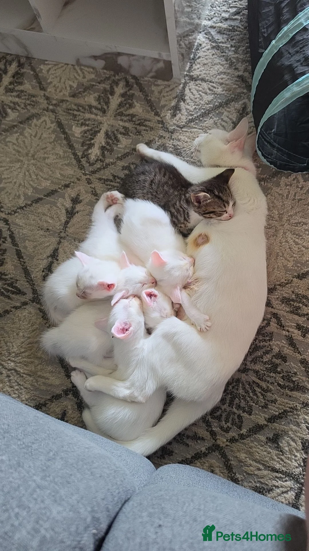 Mixed Breed cats for sale: 3 boys + 3 girls white kitten for sale - Advert 1