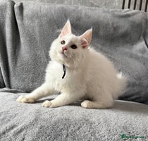 Maine Coon cats - Advert 2