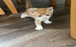 British Shorthair cats for sale: Gorgeous litter of kittens  - Image 5