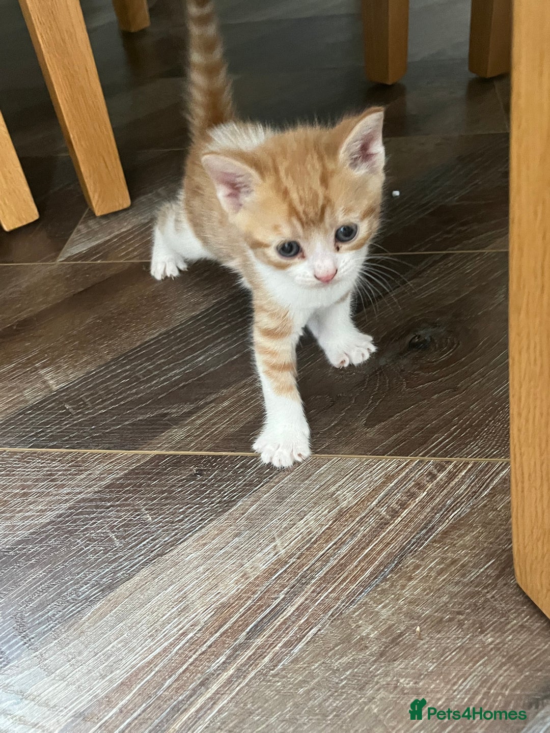British Shorthair cats for sale: Gorgeous litter of kittens  - Image 5